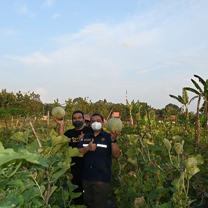 Bupati Blora dan Kepala BPSDM ESDM Hadiri Panen Raya Melon di Cepu Ecopark Mentul